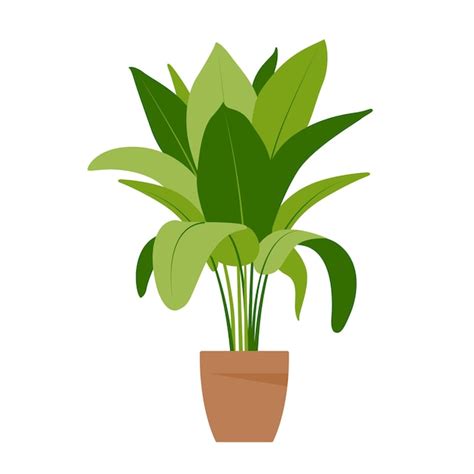 Premium Vector Home Plant Potted Plant Isolated On White Flat