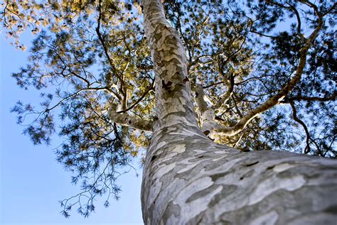 How To Grow And Care For Lacebark Pine