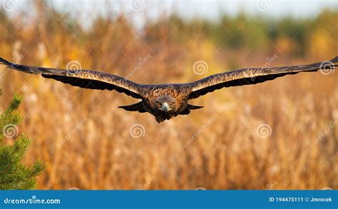 Magnificent Golden Eagle Flying Over The Field In Autumn Stock Image