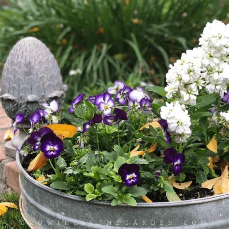 How To Grow Violas 5 Tips For Growing Violas Growing In The Garden