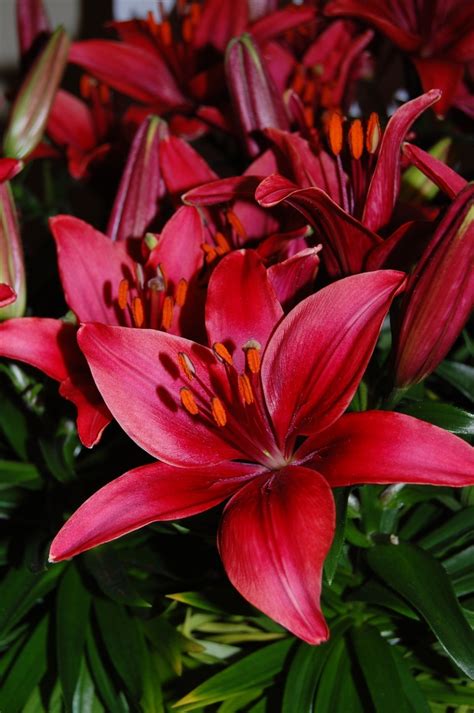 Lilium Asiaticum Tiny Ghost Asiatic Pot Lily Eberts Greenhouse