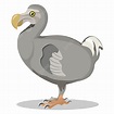 Image Of Dodo Vector Or Color Illustration, Dodo, Heavy, Flightless PNG ...