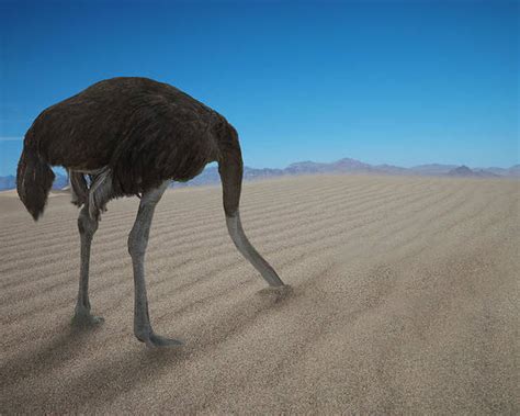 Ostrich Hiding His Head Under Sand Poster By Buena Vista