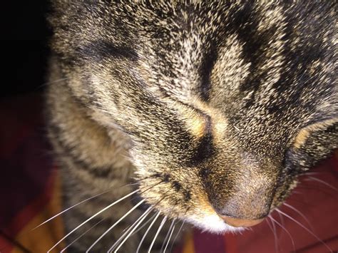 Daily Feline Prompt Feline Snark Bombs Away The Cat Chronicles