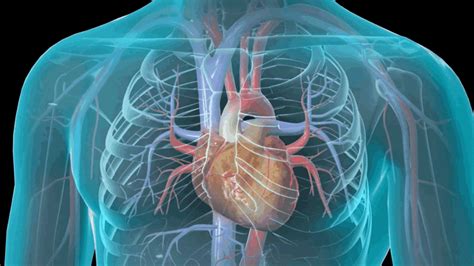 Enlarged Heart Treatment हृदय का बढ़ जाना Homeopathic Medicine And