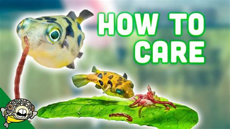 How To Care For Dwarf Puffer Fish