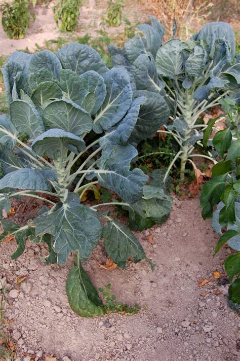 Choux De Bruxelles Semer Cultiver Et R Colter Au Potager Binette