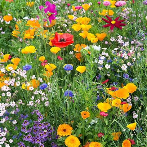 Annual Bee Mix Flowers Hardy Annuals Kings Seeds