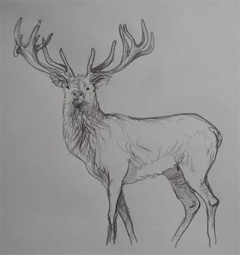 Original A4 Wildlife Art Pencil Drawing Sketch Of A Stag Reindeer Deer