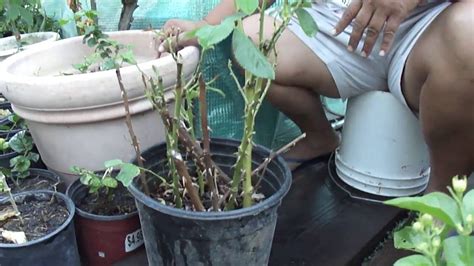 Transplant Rose Cuttings One Year Later Youtube