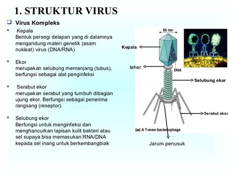 Ciri Struktur Bentuk Dan Ukuran Virus