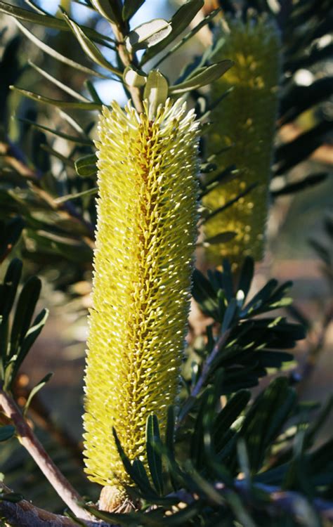 Silver Banksia Victorian Native Seed