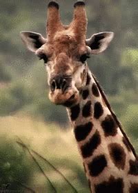 Giraffe Munching GIF Giraffe Munching Chewing Discover Share GIFs