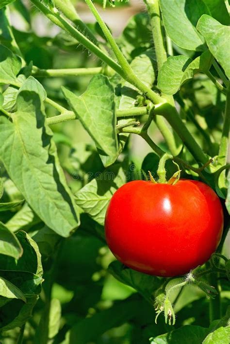 Red Tomato On Plant Stock Photo Image Of Growing Grow 15367536