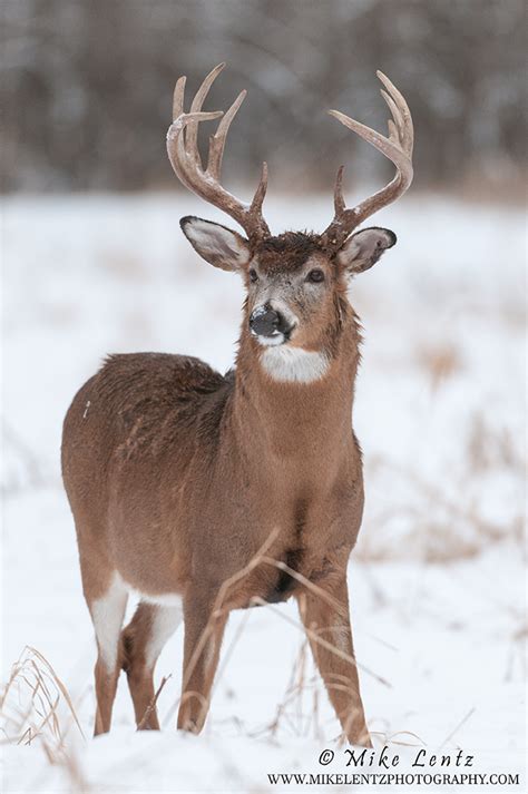 White Tailed Deer Mike Lentz Nature Photography