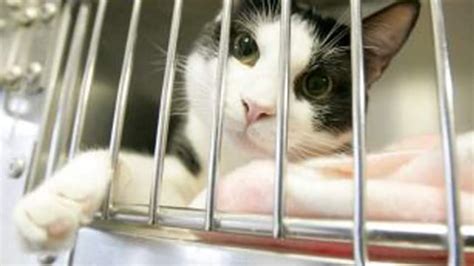 Euthanized Cats In Kings County Upset Animal Activists Cbc News