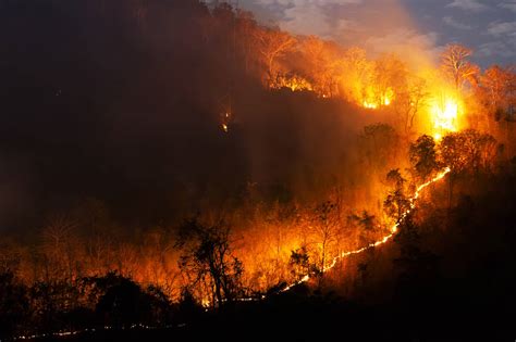 Himalayan Forests Burned By Wildfires