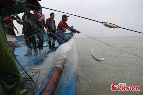 Fishing Season Begins For Rare Yangtze River Fish18