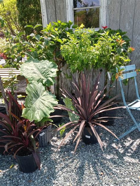 Whats Blooming Redwood Nursery And Garden Center