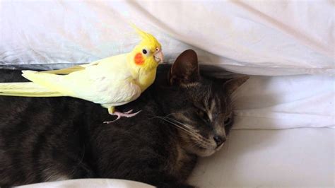 Many People Think Cats And Birds Are Enemies But This Video Proves