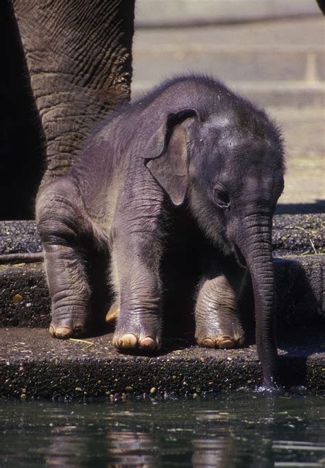 Elephant Baby Cute Animals Pinterest