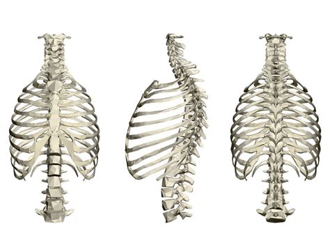 Is Chiropractic Care Effective For Treating Rib Pain Or If I Think A