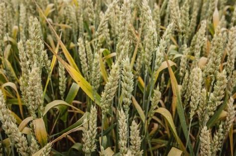 Урожай пшеницы во Франции может стать одним из самых низких за четв