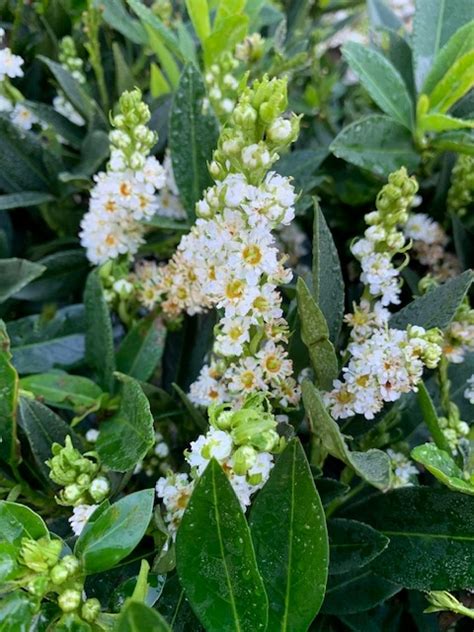 'otto luyken' laurel serves well grouped together as a broad hedge, or as a single specimen. Skip Laurel 'Otto Luyken' | Gossett's Landscape Nursery