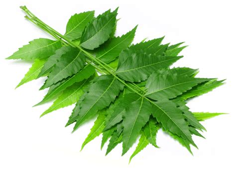 Neem Leaves The One Which Keeps All Diseases At Bay Healthyliving