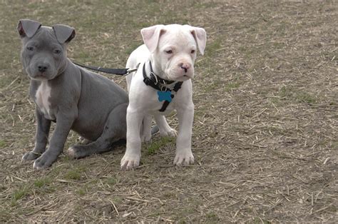 American Pit Bull Terrier All You Need To Know