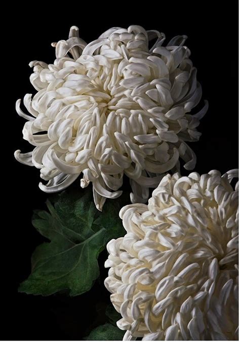 White Fuji Mums 1404 Fine Art Flower Photography Giclée