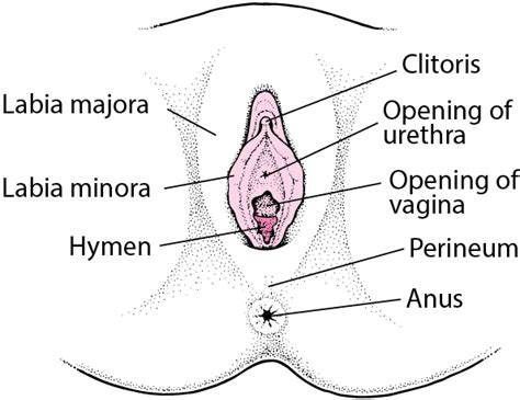 That's part of what makes each of us unique. Female External Genital Organs - Women's Health Issues - MSD Manual Consumer Version