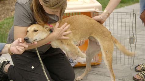 Dog Tales Rescue Ctv Life Channel The Lede