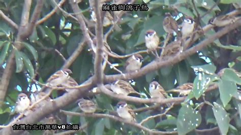 Sparrow (any member of the passer genus). 台灣台北市萬華麻雀與鴿子吃白米 - YouTube