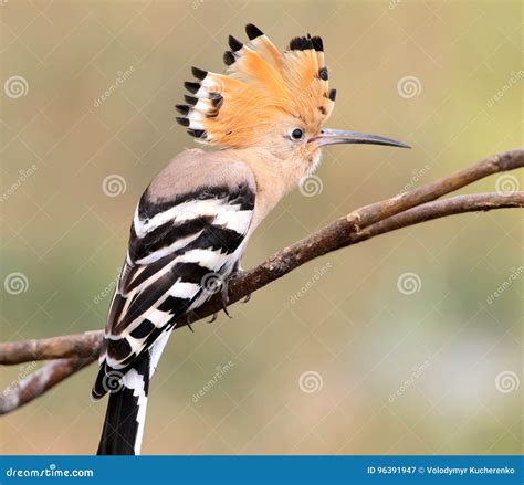 Hoopoe Sitting On Special Branch And Posing Photographer Stock Image