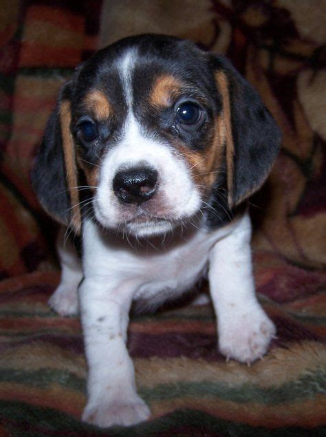 Super Duper Cute Beagle Puppy Puppies Cute Beagles