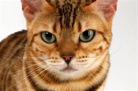 15 Most Popular Cat Breeds Photos