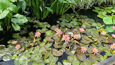 Prakisad Water Lily Hardy Waterlily Heaviest Bloomer Pond Megastore