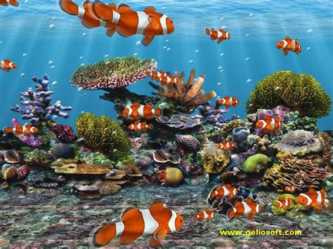 49 Saltwater Fish Wallpaper And Screensavers Wallpapersafari
