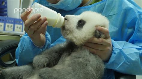 Feeding A Grey Baby Panda Youtube