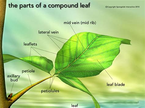 Leaf Structure Labeled Leaf Structure Science Images Leaves