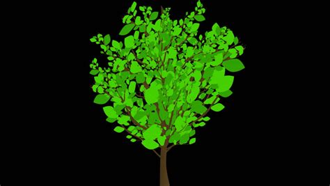 Animated trees are important in the creation of virtual worlds, games, and animation, and can be however, the computational time required to simulate a moving tree remains important because of. Growing Tree Animation Still Leaves. Stock Footage Video ...