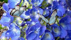 Blue, Butterfly, Hd, Wallpaper, 70, Images