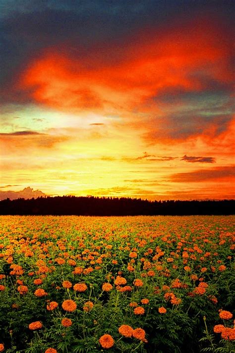 Orange Flower Field Sunset Beautiful Sunset