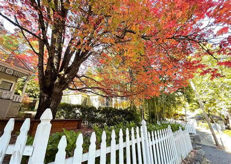 Western Nevada County locals, visitors alike enjoy annual bright burst