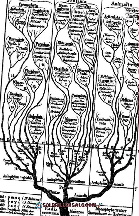 Ernst Haeckel Biographie Klassifikation Von Lebewesen Und Andere
