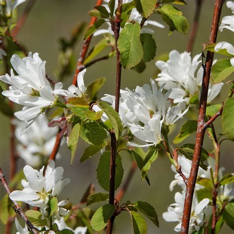 Amelanchier Alnifolia 10000 Things Of The Pacific Northwest