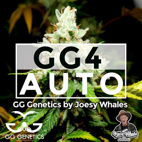 Gg 4 Auto Fem 6pk Insane Seeds