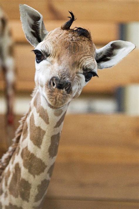 Such A Cute Baby Giraffe Photo By Tomáš Adamec Zoo Praha Giraffe