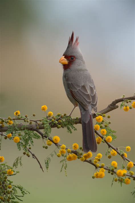 Pyrrhuloxia Audubon Field Guide